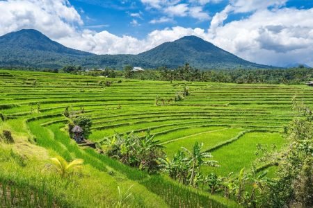 Bali’s Rice Terraces Jatiluwih