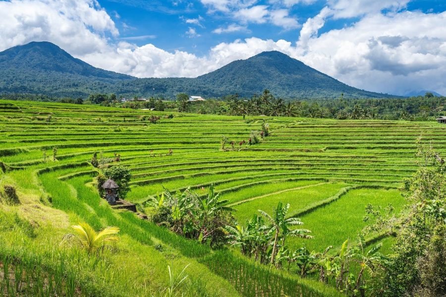 Bali’s Rice Terraces Jatiluwih