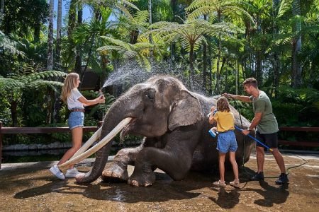 Bali’s Elephant Safari Ride