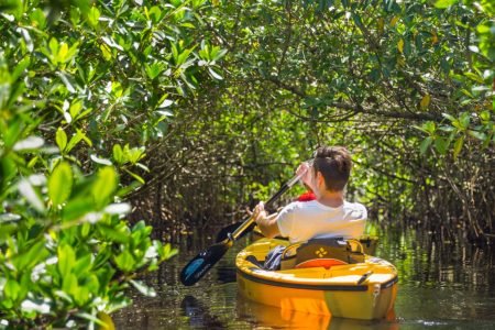 Exploring Mangrove by Stand-Up Paddle