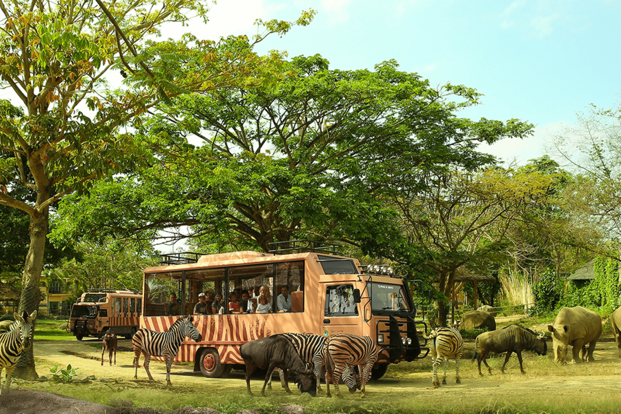 Jungle Hopper – An unforgettable experience!