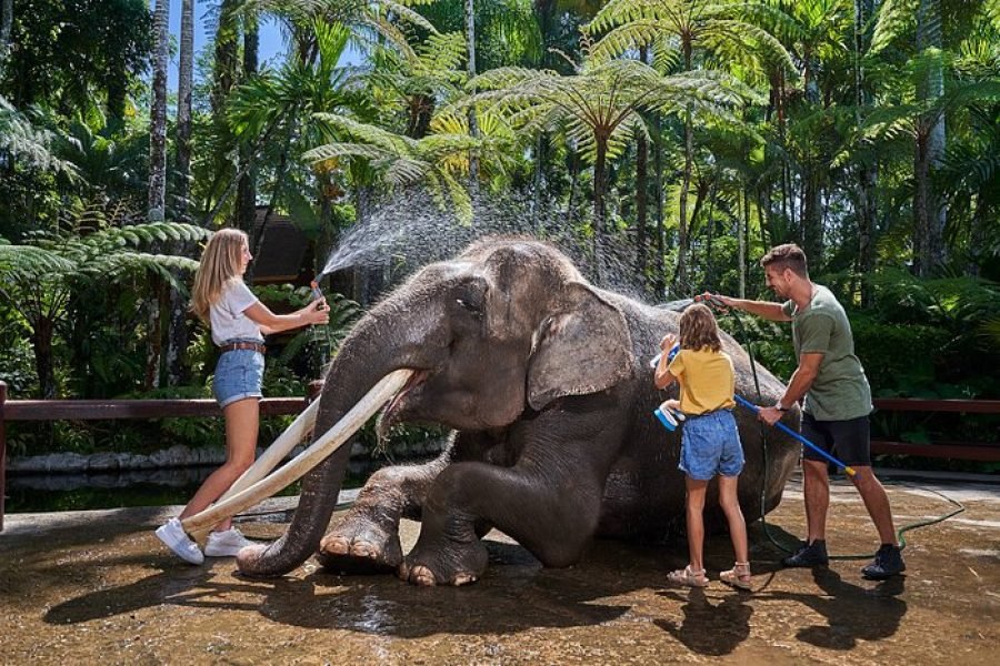 Elephant Safari Ride